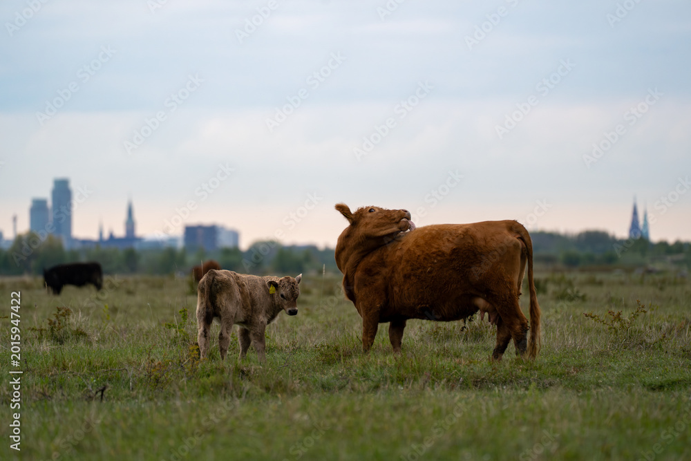 Fototapeta premium Brown cow grazing on meadow with calf in background and urban horizon