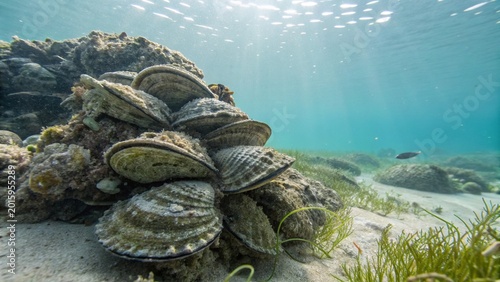 Underwater close-up of a cluster of wild oysters attached to a rocky reef in clear, sunlit ocean water.