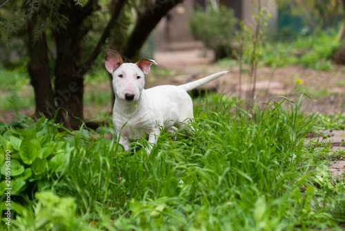 white bull terrier puppy is walking in the green grass
