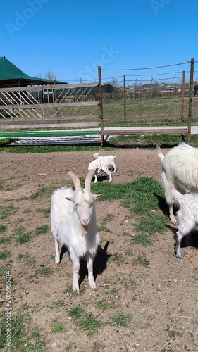 goats and bucks walking on the ground in a pen on a farm, livestock farming