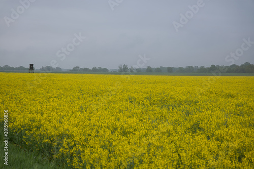 Photography Yellow rapeseed field with a distant hunting tower beneath a cloudy sky