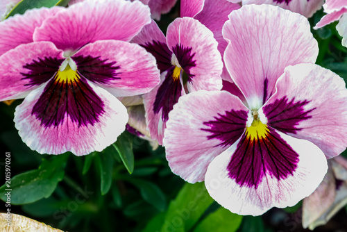 Close-up of delicate pink and purple pansy flowers blooming in a garden setting