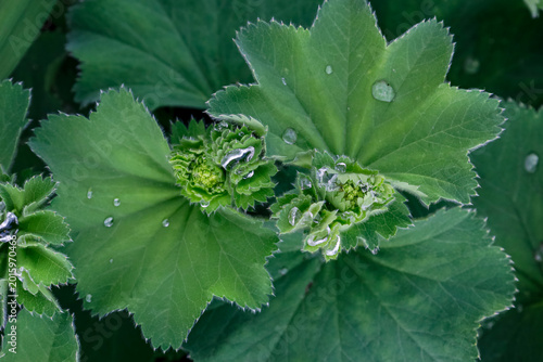 Obraz na plátně Close-up of Alchemilla mollis leaves with water droplets after rain
