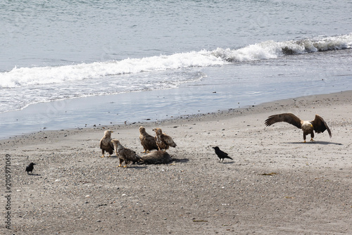 Tableau sur toile A flock of white-tailed eagles near a dead seal on the ocean shore