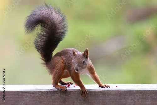 Tableau sur toile A squirrel sits on a crossbar, close-up