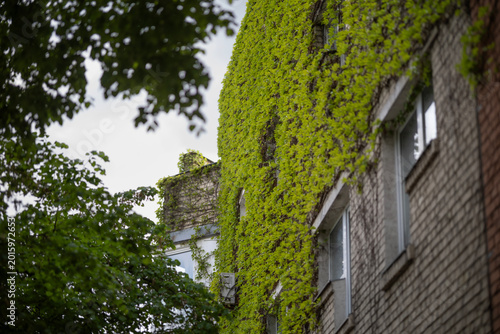Lush green Parthenocissus tricuspidata Veitchii climbing vine completely cove...
