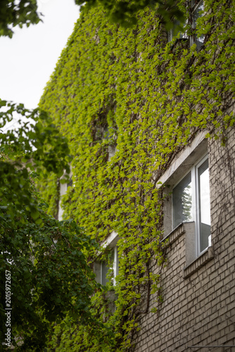 Lush green Parthenocissus tricuspidata Veitchii climbing vine completely cove...