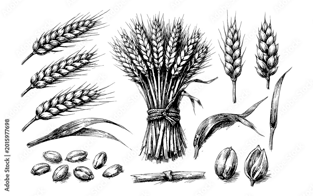 Fototapeta premium Detailed hand-drawn illustration of wheat stalks, grains, and leaves in black and white
