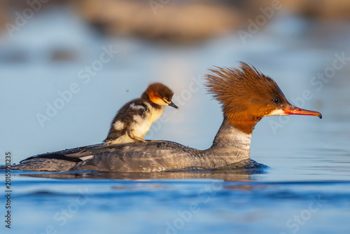 Fotografia Female common merganser transporting on of it's many chicks  in Finland's Baltic