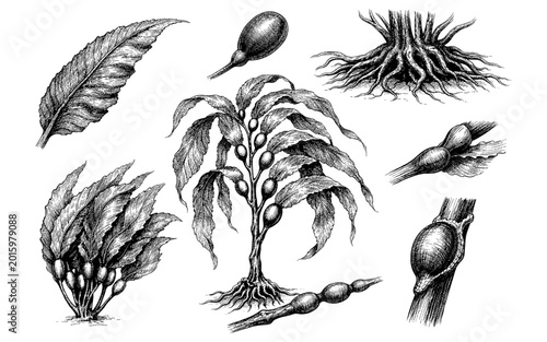 Detailed botanical illustration of various kelp plant parts and structures