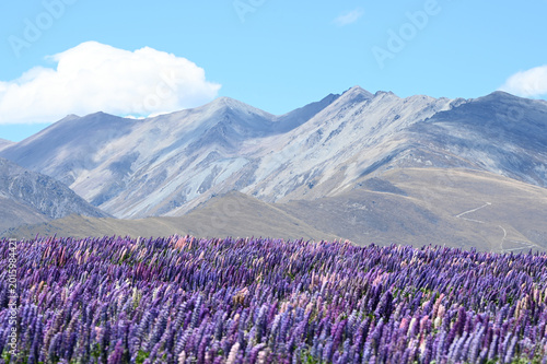 Breathtaking Panorama of Purple Lupine Fields Against a Backdrop of Majestic Mountain Ranges