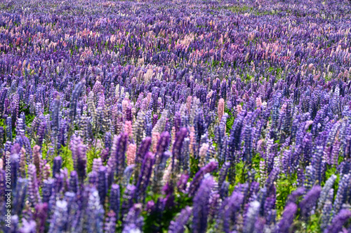 Stunning Endless Field of Vibrant Purple and Pink Lupine Flowers in Full Bloom