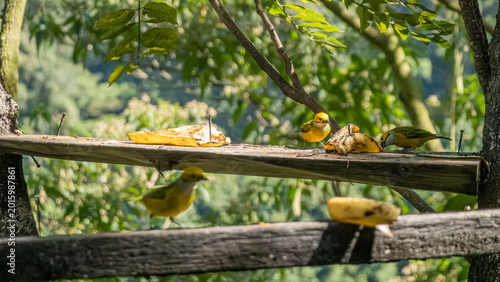 Photos Golden Tanagers eating sweet banana slices on feeder