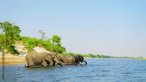 Herd of elephants drinking water from a river at Chobe National Park, Botswana, South Africa 