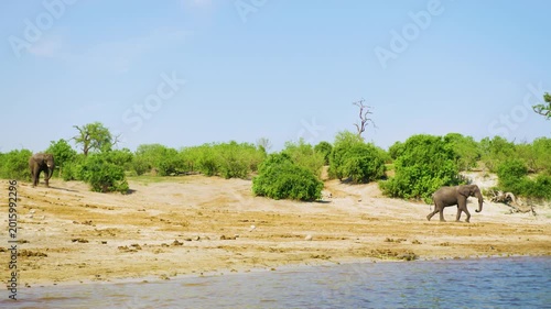 A wide angle footage of two african elephants going towards the river for a bath and drinking water at Chobe National Park, Botswana, South Africa 