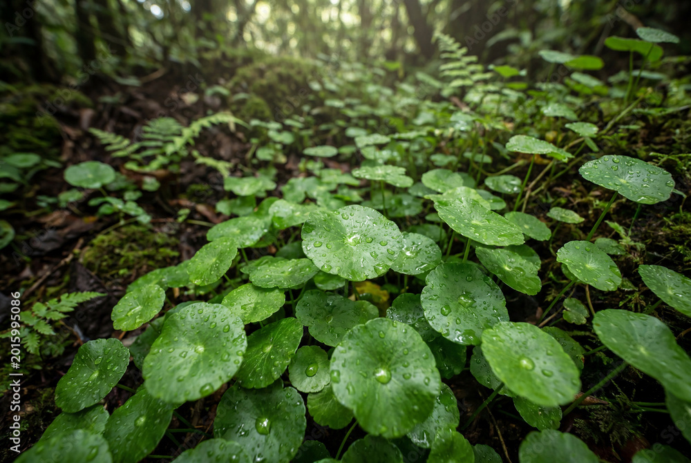 Fototapeta premium Vibrant green asiatic pennywort leaves with water droplets in forest