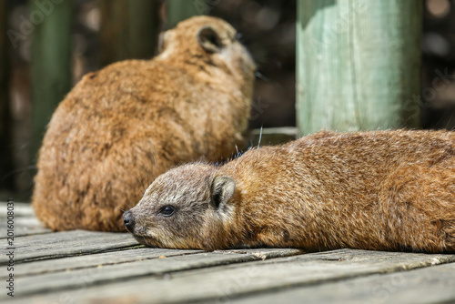Photography little cute animals
