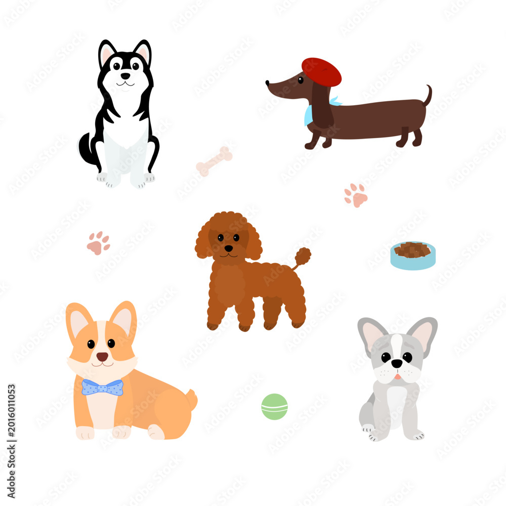 Obraz premium Cute dogs collection with different breeds, flat vector illustration of husky, corgi, dachshund, poodle and french bulldog, pet accessories and paw prints isolated on white background.