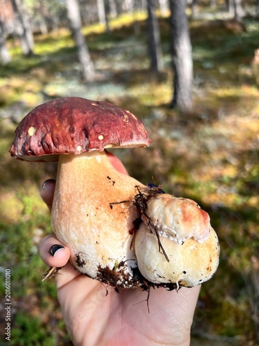 mushroom in the forest