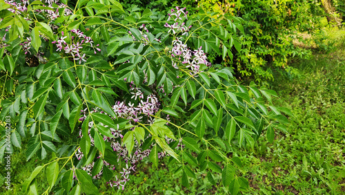 Fotografi Flowers of Melia azedarach (chinaberry or persian lilac) is a fast-growing deciduous ornamental tree with a spreading crown and fragrant lilac star-shaped flower clusters in spring