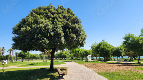 Картината върху платно Quercus ilex is a Mediterranean evergreen oak with glossy leaves and acorns, highly drought and frost tolerant, commonly used in city parks and capable of living over 1000 years