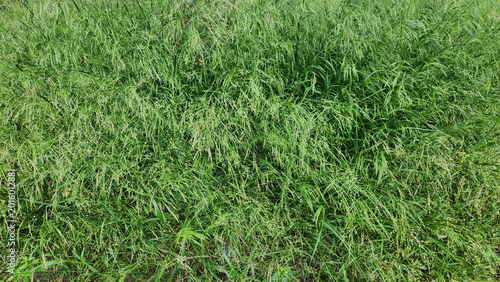 Teff grass (Eragrostis tef) is a fast-growing annual forage crop from ethiopia, high in protein, drought tolerant, and used for livestock feed and gluten-free grain production.
