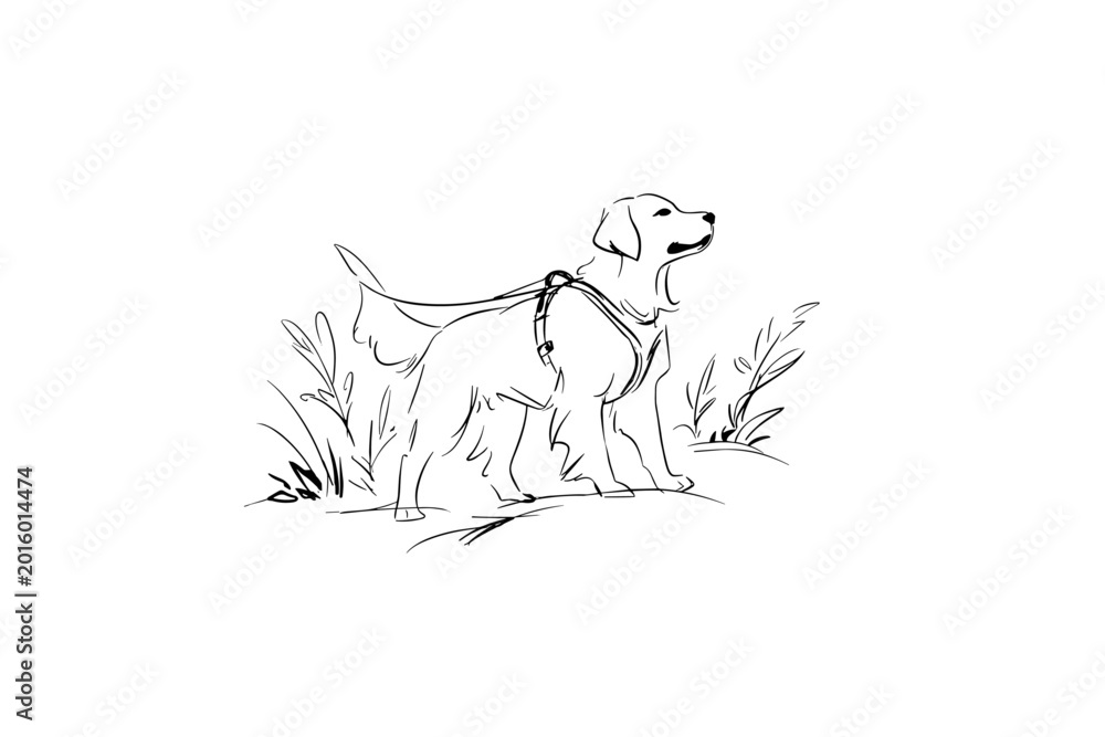 Fototapeta premium Elderly Golden Retriever Using a Supportive Mobility Harness
