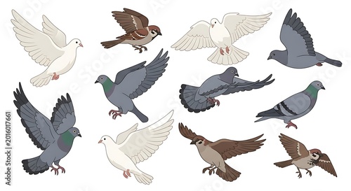 Various birds in flight isolated.
