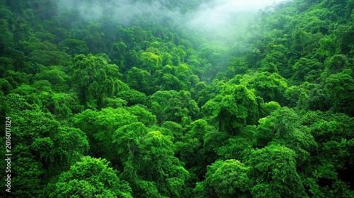 jungle rainforest dense canopy Aerial view of a dense rainforest canopy, showing the vast expanse of green foliage