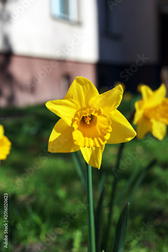 Blooming daffodils.
