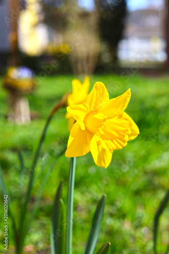 Blooming daffodils.