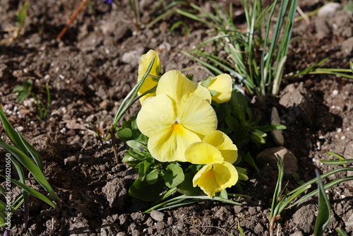 Blooming pansies in an ornamental garden.