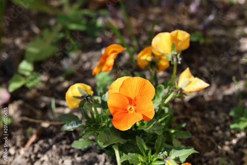 Blooming pansies in an ornamental garden.