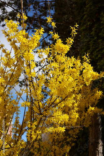 Blooming Forsythia intermedia in spring.