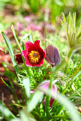 Pulsatilla slavica in bloom.