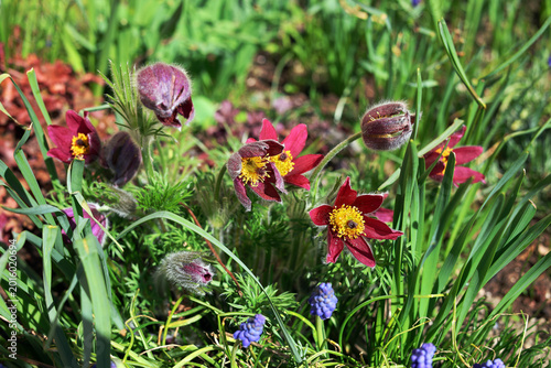 Pulsatilla slavica in bloom.