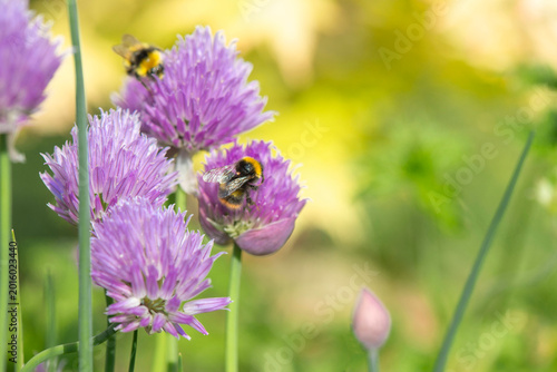 close-up of a bumble bees collecting pollen in a chive flower on green blurre...