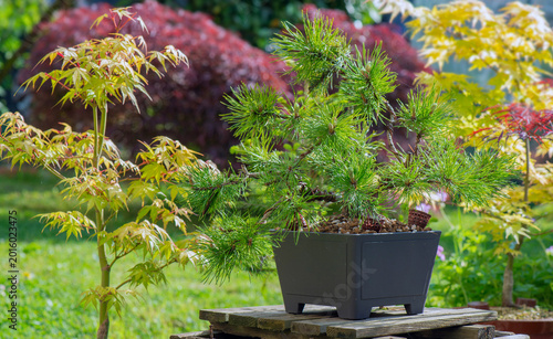 bonsai trees mountain pine on plank next to japanese maples  in colorful foli...