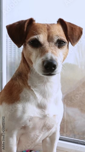 Adorable dog portrait Jack Russell terrier sits on the windowsill and looks in the camera. The room is bright indoors room and has plenty of daylight. vertical video footage
