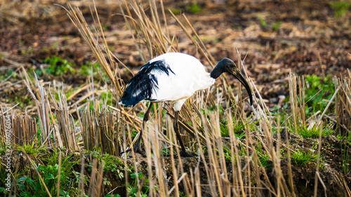 Ibis