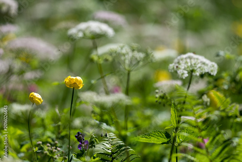 Fleurs de champs