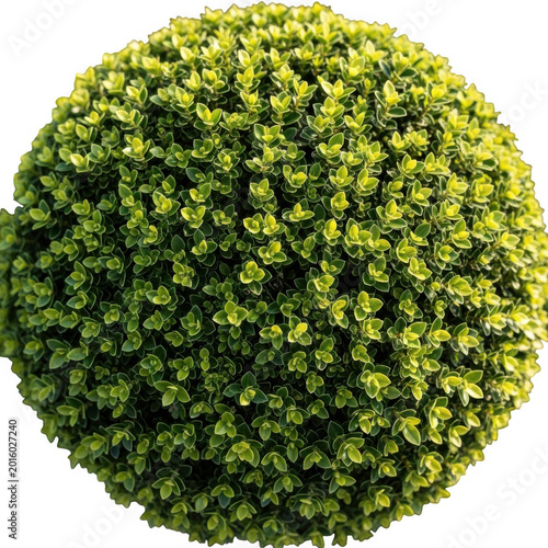 Perfectly round manicured boxwood topiary bush isolated on transparent background