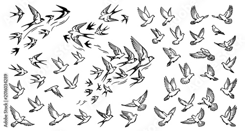 Obraz na płótnie Hand Drawn Flying Bird Flock Illustration Set with Swallows and Doves