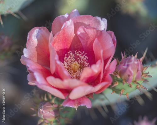 Pink Prickly Pear Cactus Bloom. Arizona Cactus Garden, Bay Area, California.