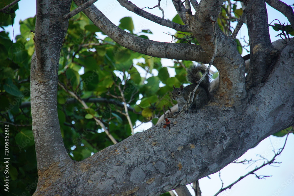 Fototapeta premium fox squirrel, florida, key largo, march 2026, John Pennekamp Coral Reef State Park, state park, nature, wild animal, squirrel, travelling, north america