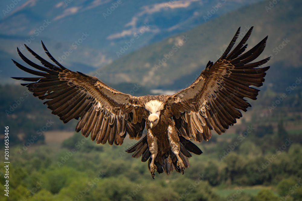 Fototapeta premium Griffon vulture flying directly toward camera with wings spread