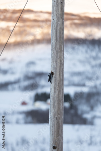 Woodpecker pecking a frosty wooden pole in Arctic Norway
