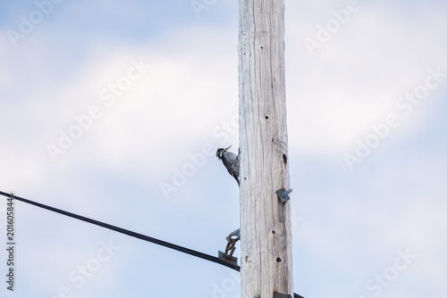 Woodpecker pecking a frosty wooden pole in Arctic Norway