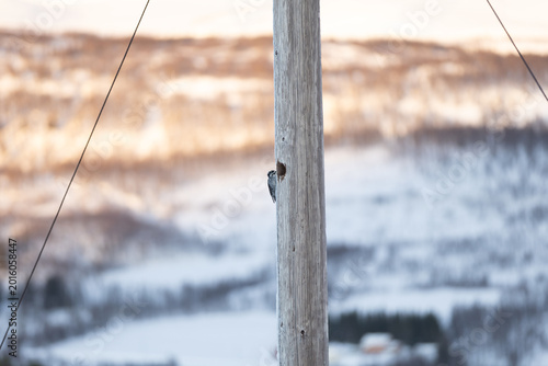 Woodpecker pecking a frosty wooden pole in Arctic Norway