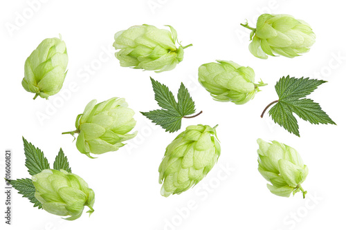 Hop cones isolated on white background. Beer brewery concept. clipping path
